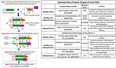 Two Liberibacter Proteins Combine to Suppress Critical Innate Immune Defenses in Citrus